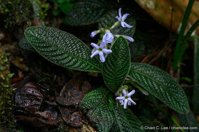 Acranthera ceylanica photo 4