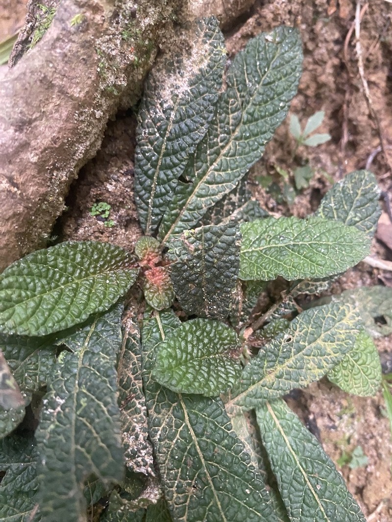 Acranthera ceylanica photo 5