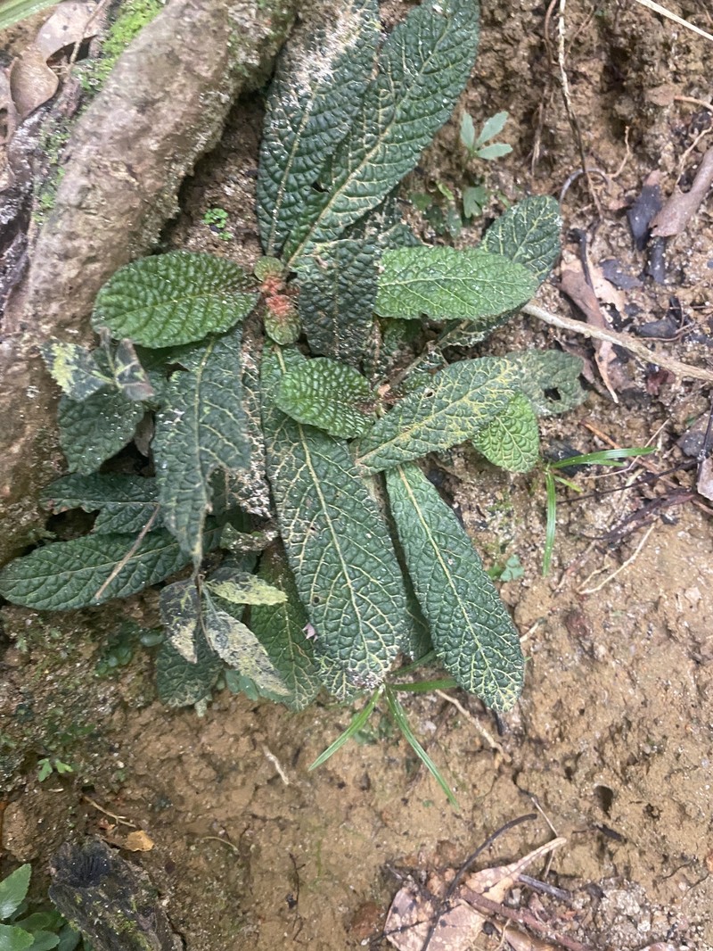 Acranthera ceylanica photo 6