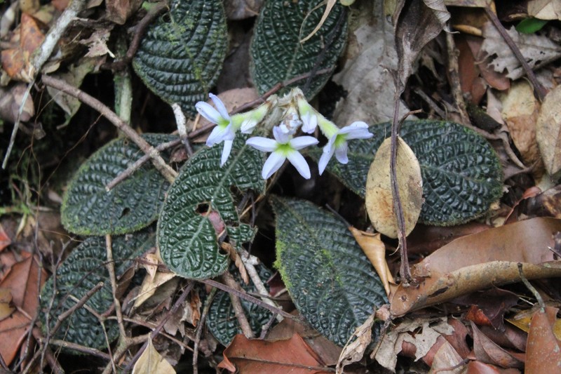 Acranthera ceylanica photo 7