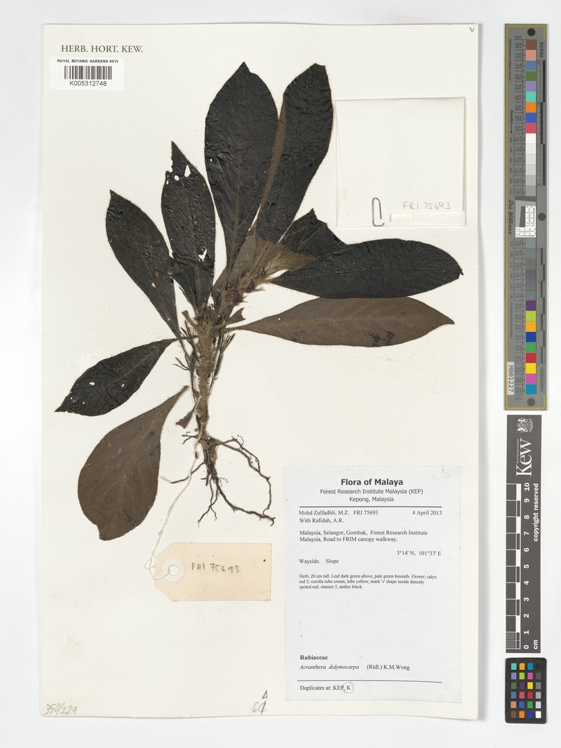 Acranthera didymocarpa photo 3