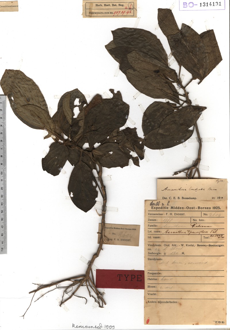 Acranthera endertii