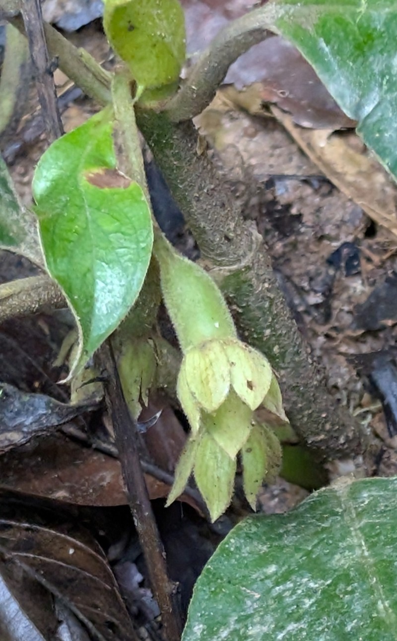 Acranthera frutescens