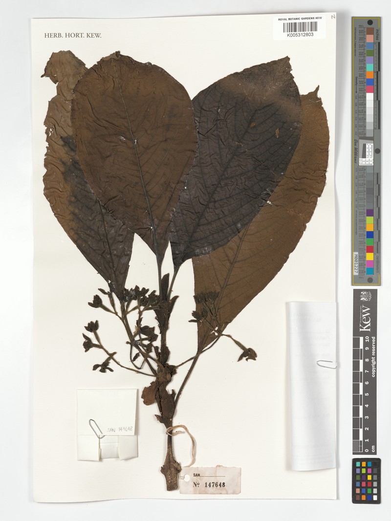 Acranthera frutescens photo 3