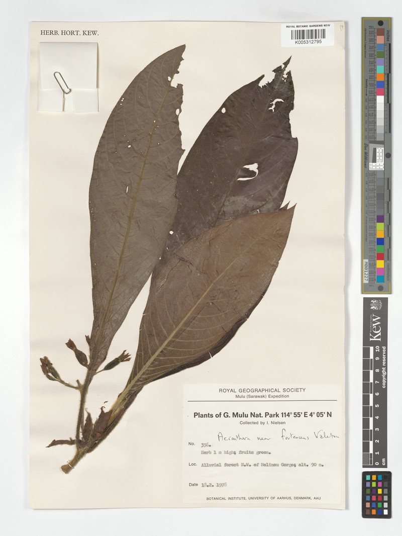 Acranthera frutescens photo 4