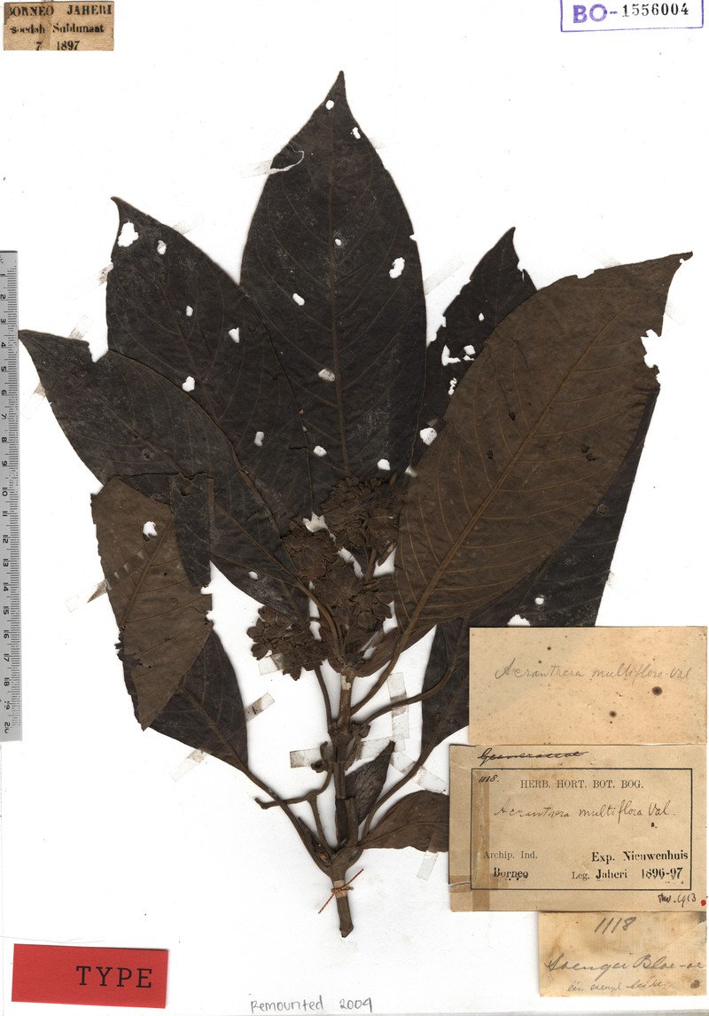 Acranthera frutescens photo 6