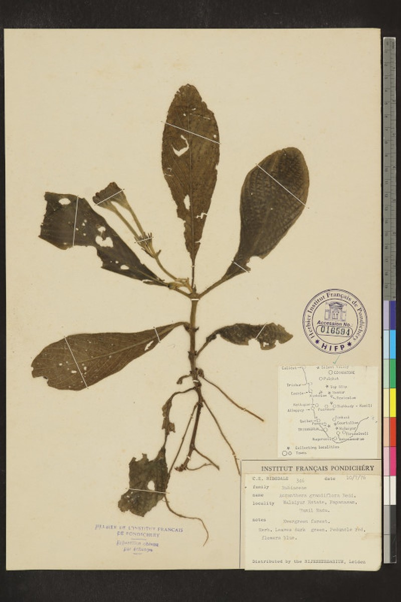 Acranthera grandiflora