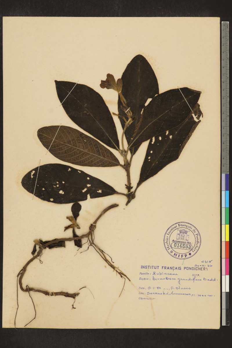 Acranthera grandiflora photo 3