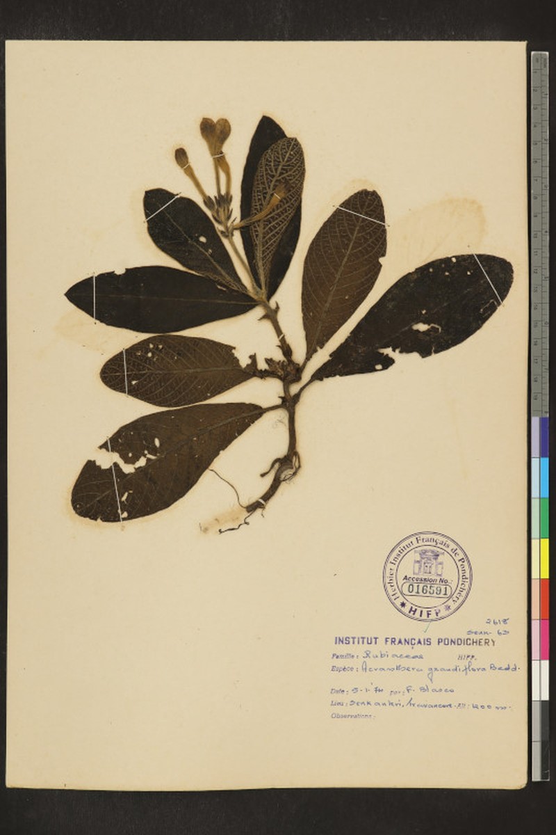 Acranthera grandiflora photo 4
