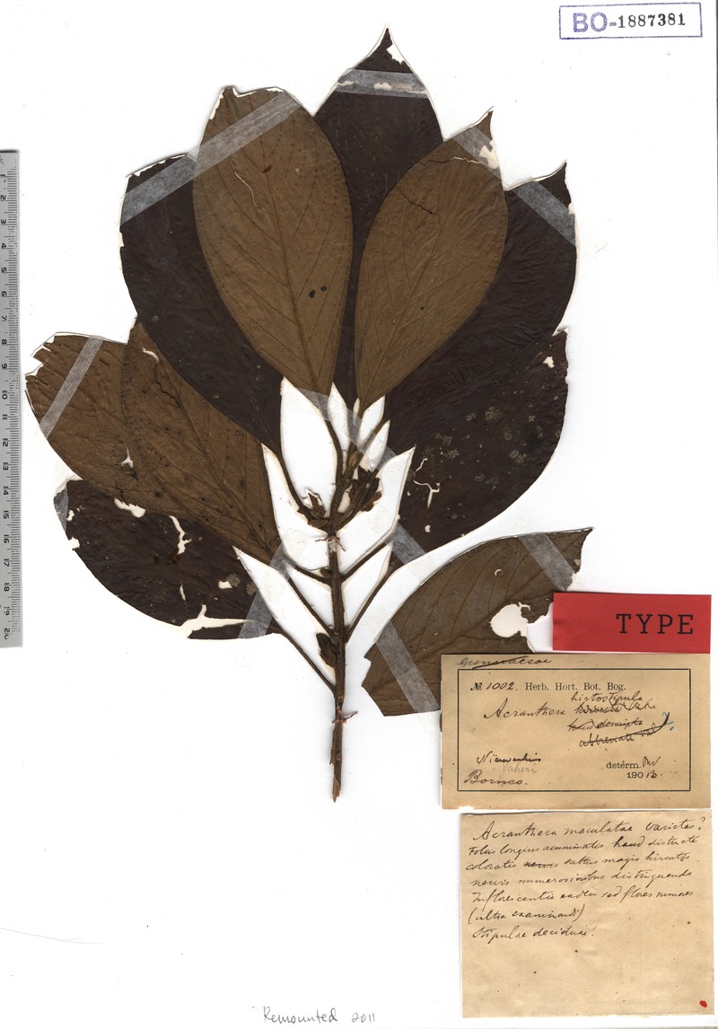 Acranthera hirtostipula