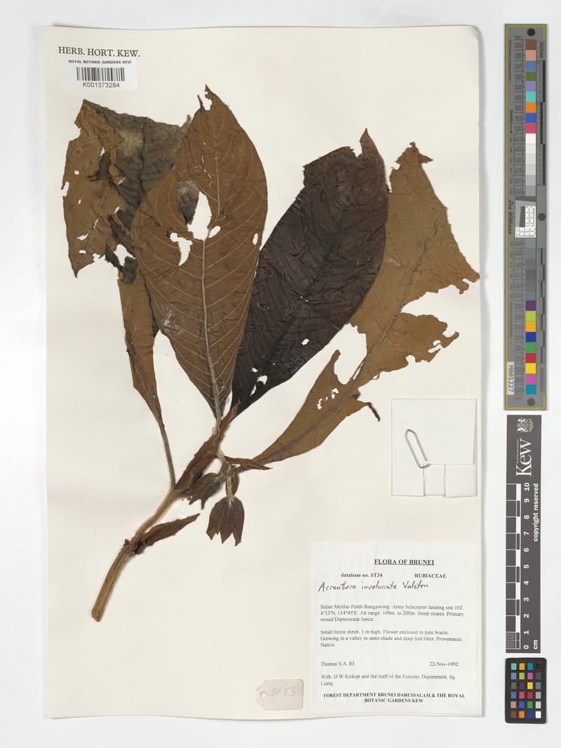 Acranthera involucrata