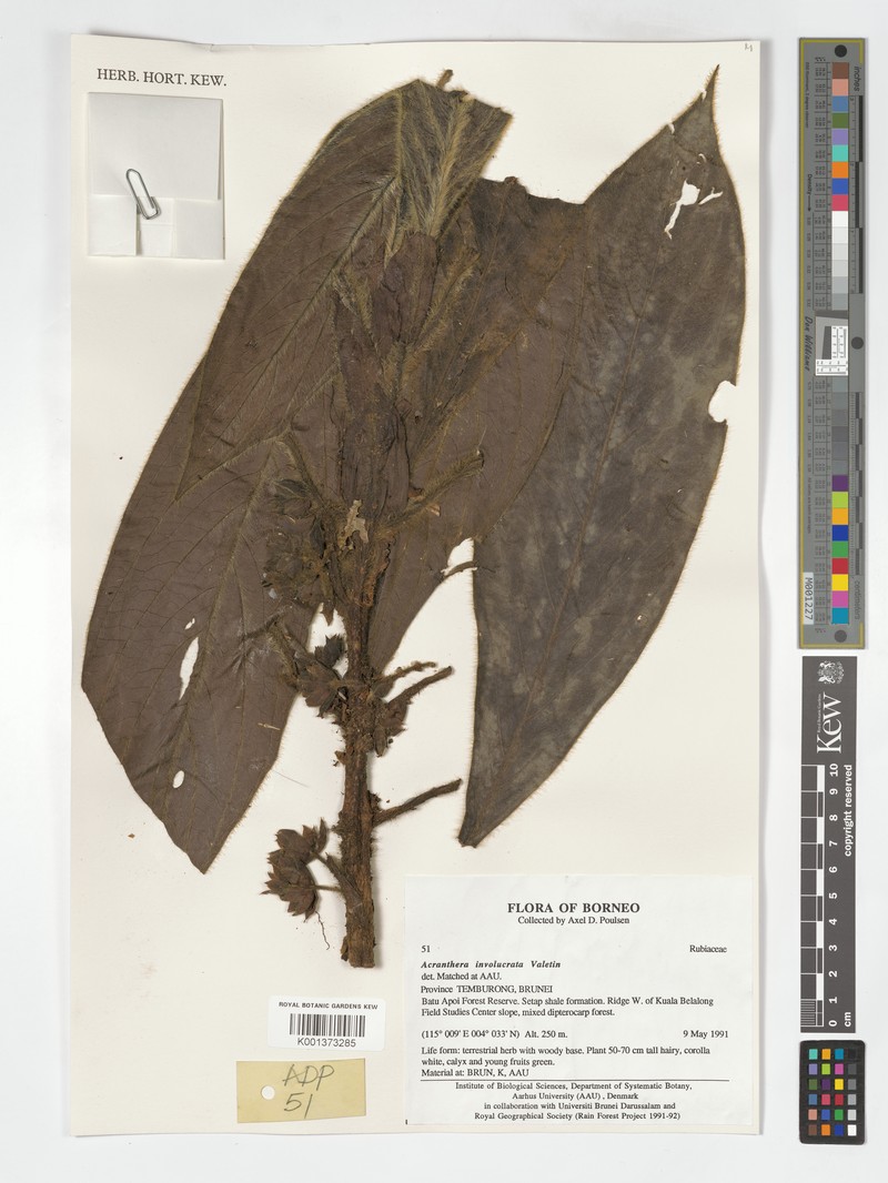 Acranthera involucrata photo 4