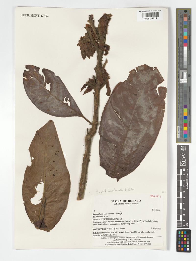 Acranthera involucrata photo 5