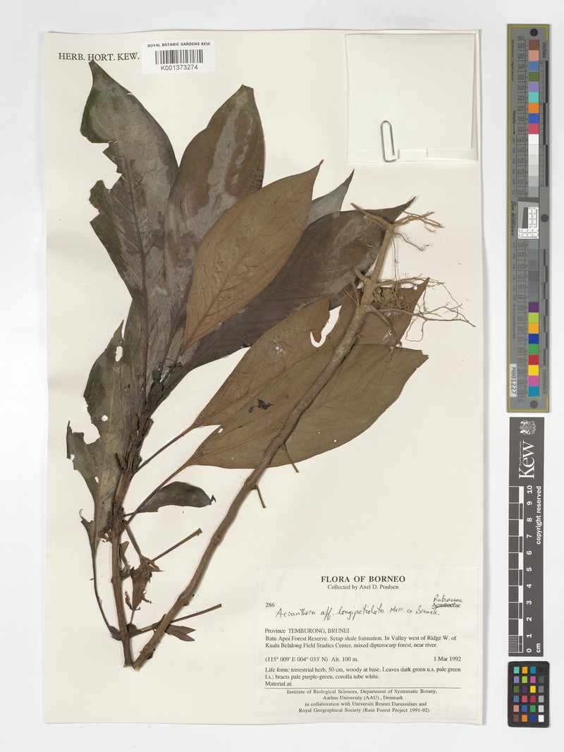 Acranthera longipetiolata