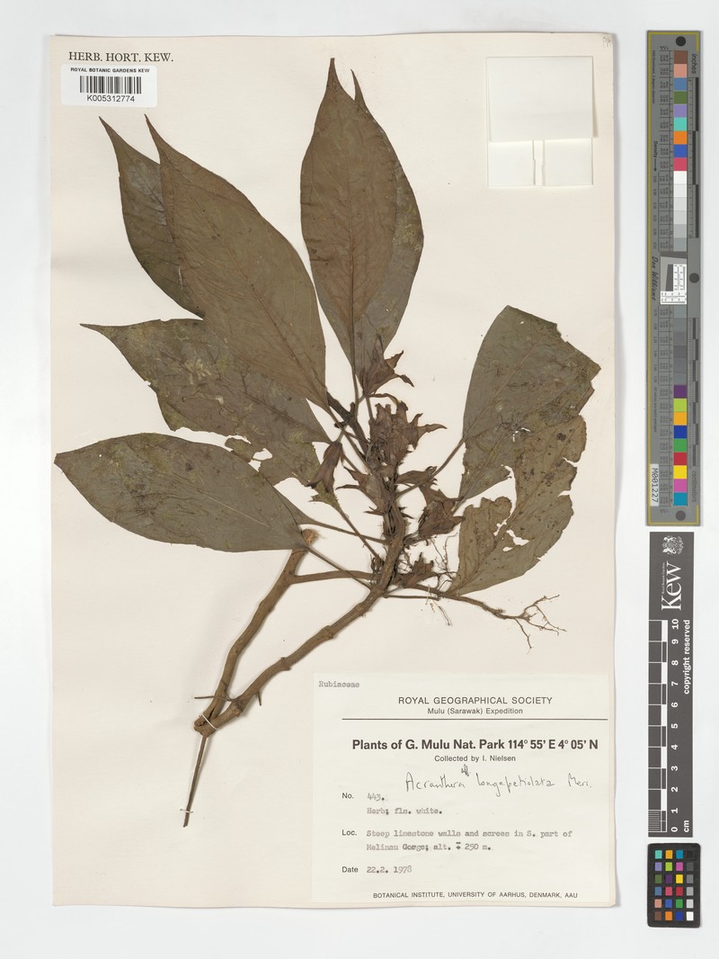 Acranthera longipetiolata photo 2