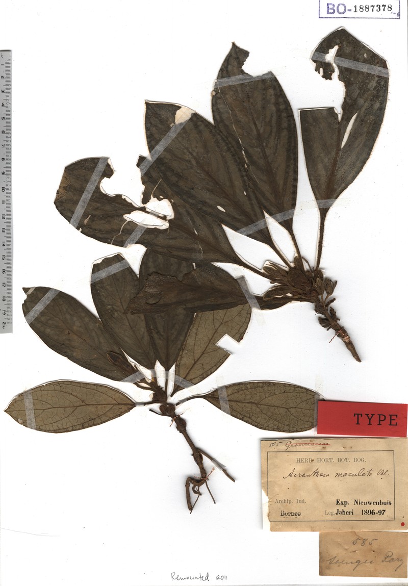 Acranthera maculata