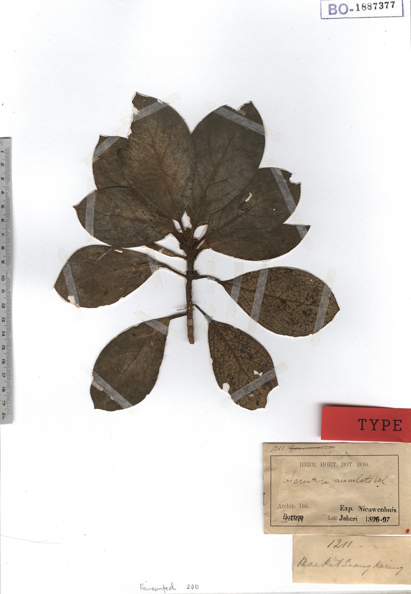 Acranthera maculata photo 2