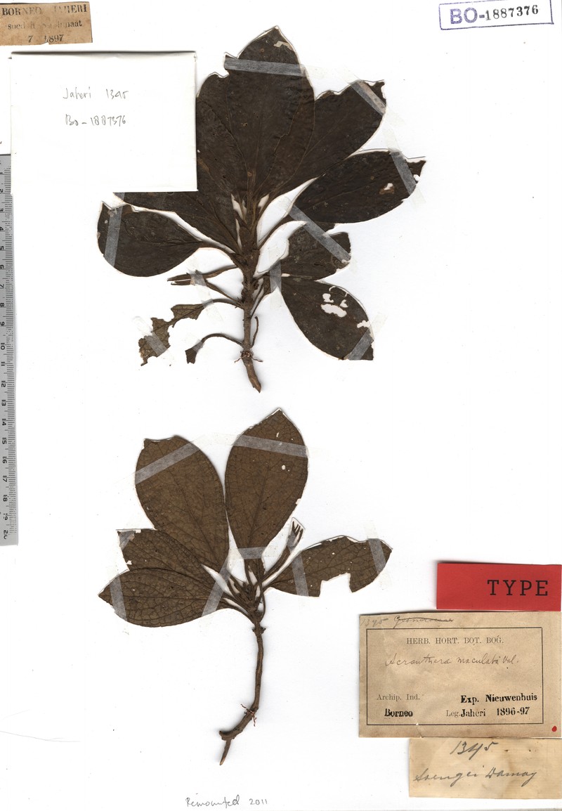 Acranthera maculata photo 4