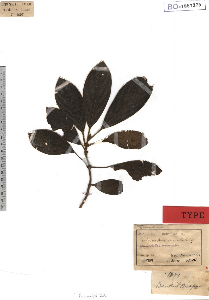 Acranthera maculata photo 5