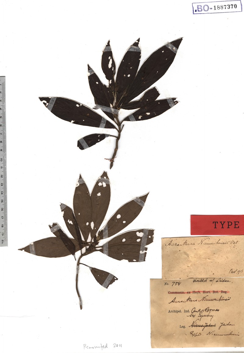 Acranthera nieuwenhuisii