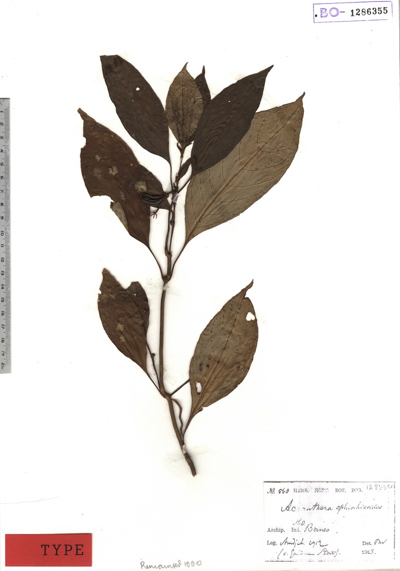 Acranthera ophiorhizoides