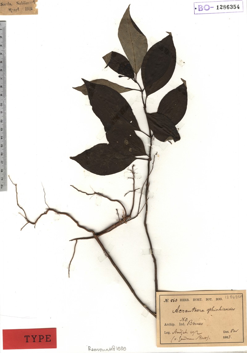 Acranthera ophiorhizoides photo 2