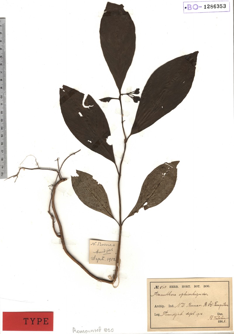 Acranthera ophiorhizoides photo 3