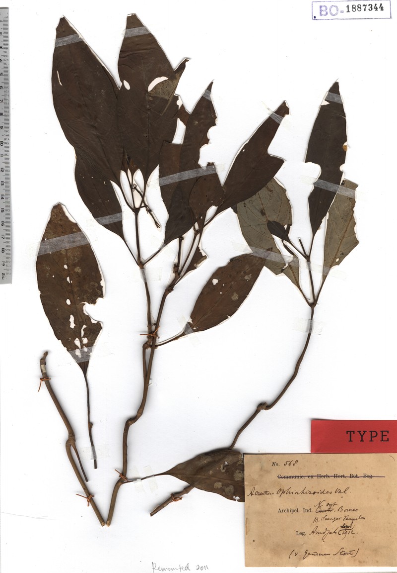 Acranthera ophiorhizoides photo 4