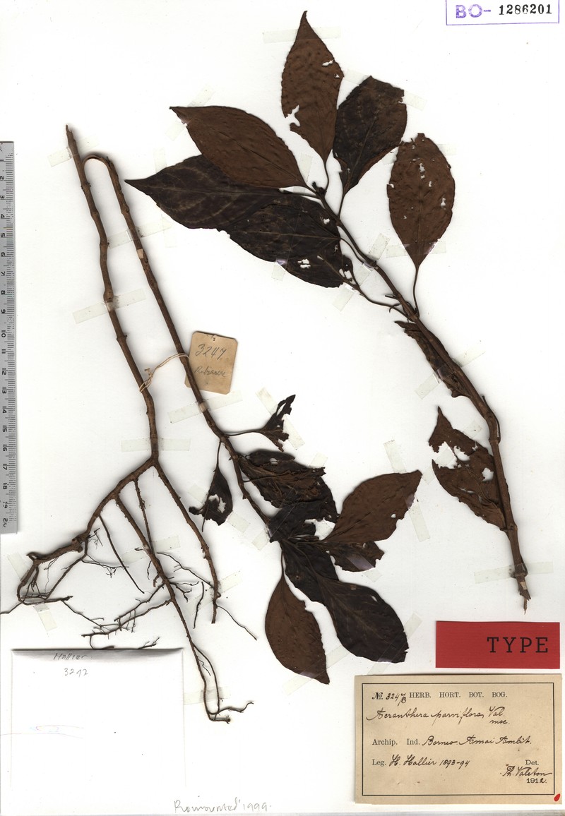 Acranthera parviflora