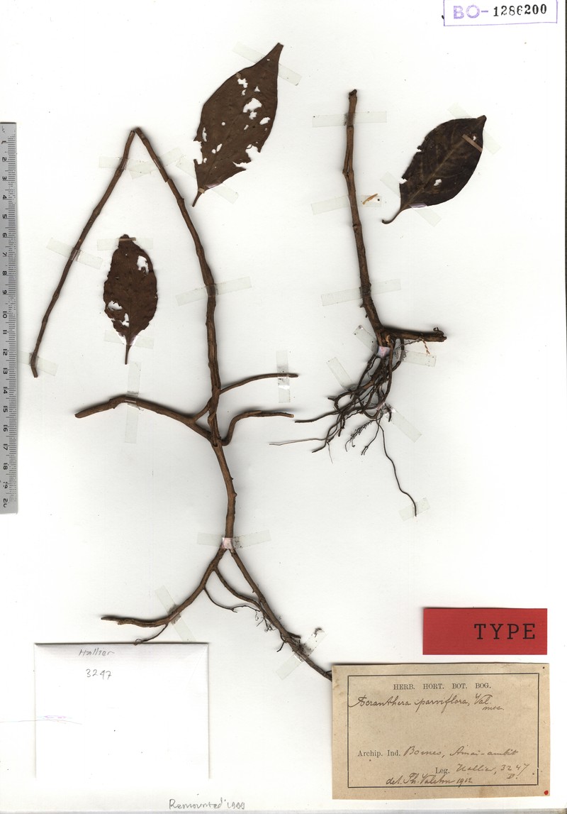 Acranthera parviflora photo 2