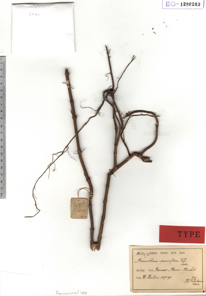 Acranthera parviflora photo 3