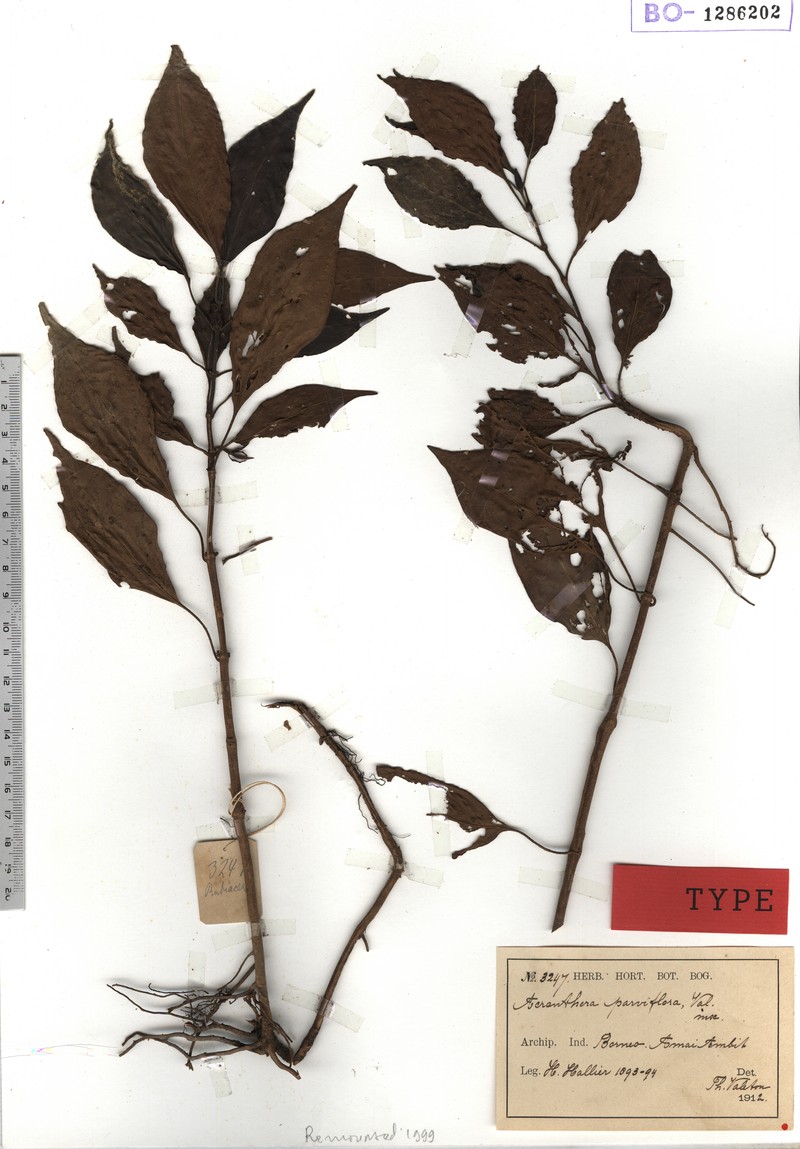 Acranthera parviflora photo 4