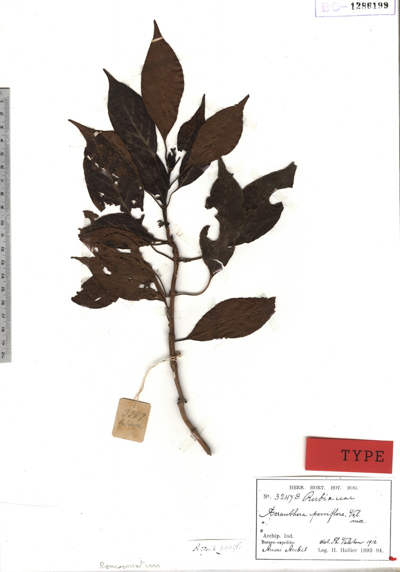 Acranthera parviflora photo 5