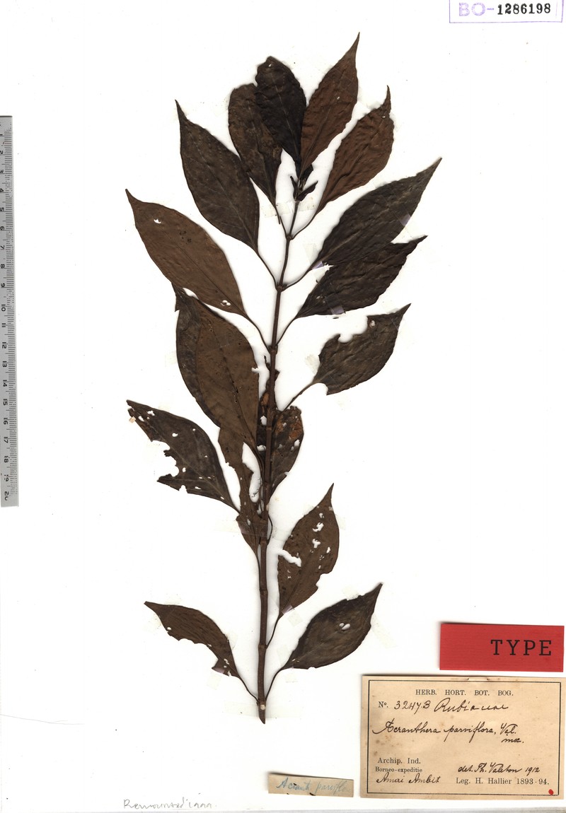 Acranthera parviflora photo 6