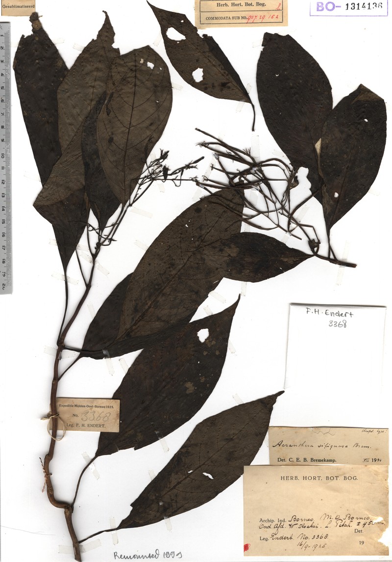 Acranthera siliquosa photo 5