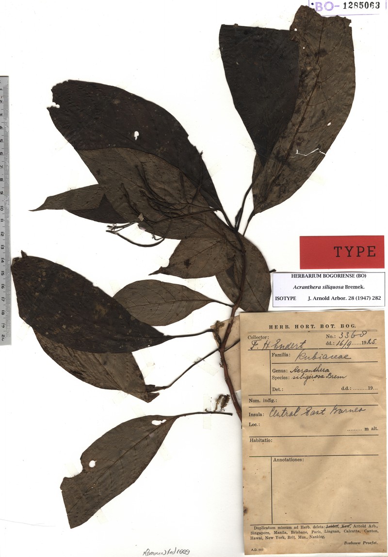 Acranthera siliquosa photo 6