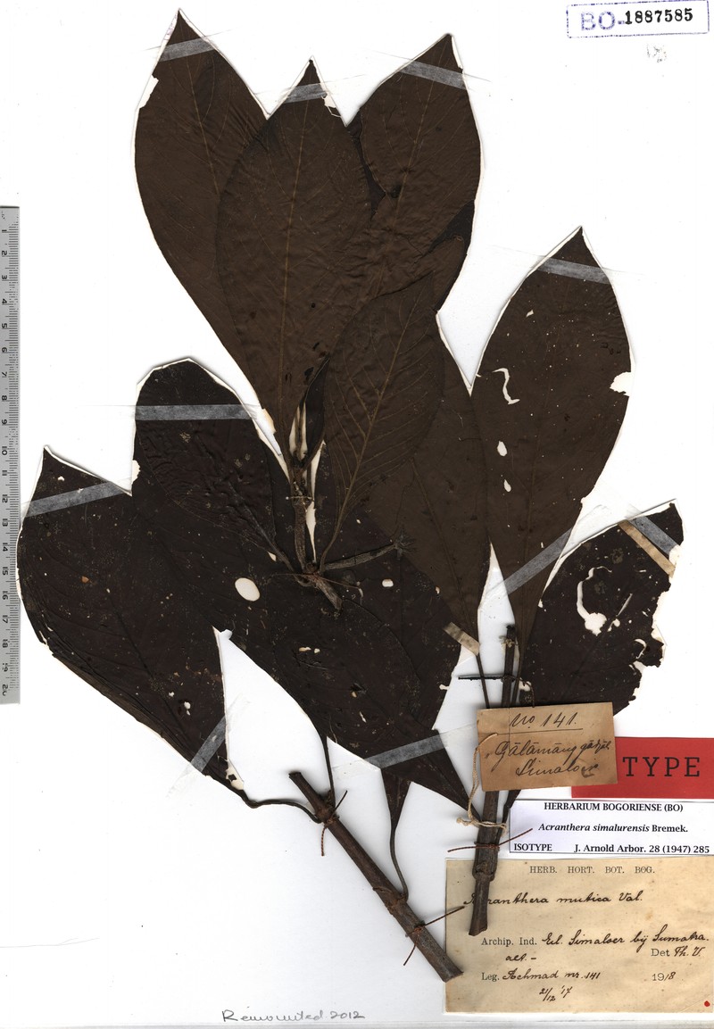 Acranthera simalurensis photo 2