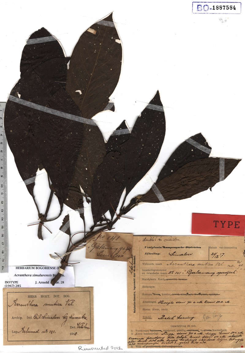 Acranthera simalurensis photo 3
