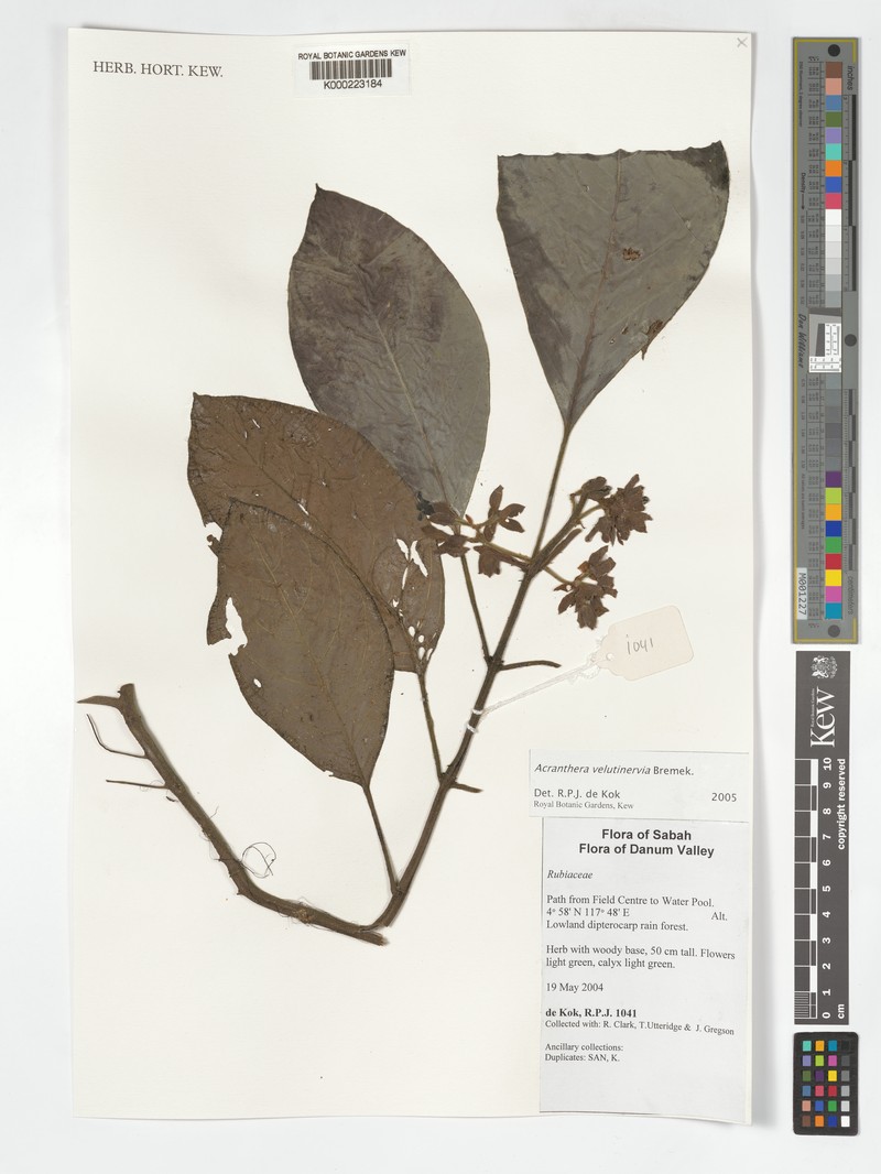 Acranthera velutinervia