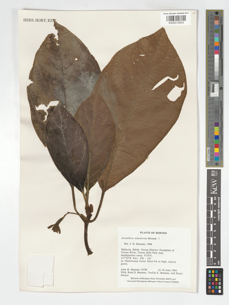 Acranthera velutinervia photo 2