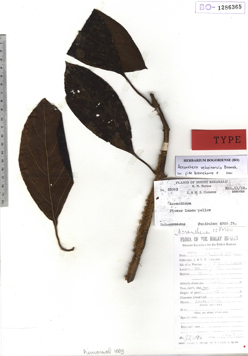 Acranthera velutinervia photo 3