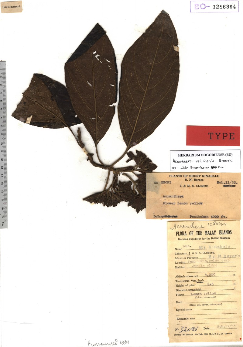 Acranthera velutinervia photo 4