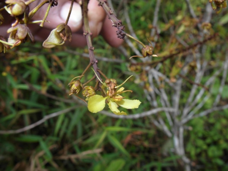 Acridocarpus adenophorus