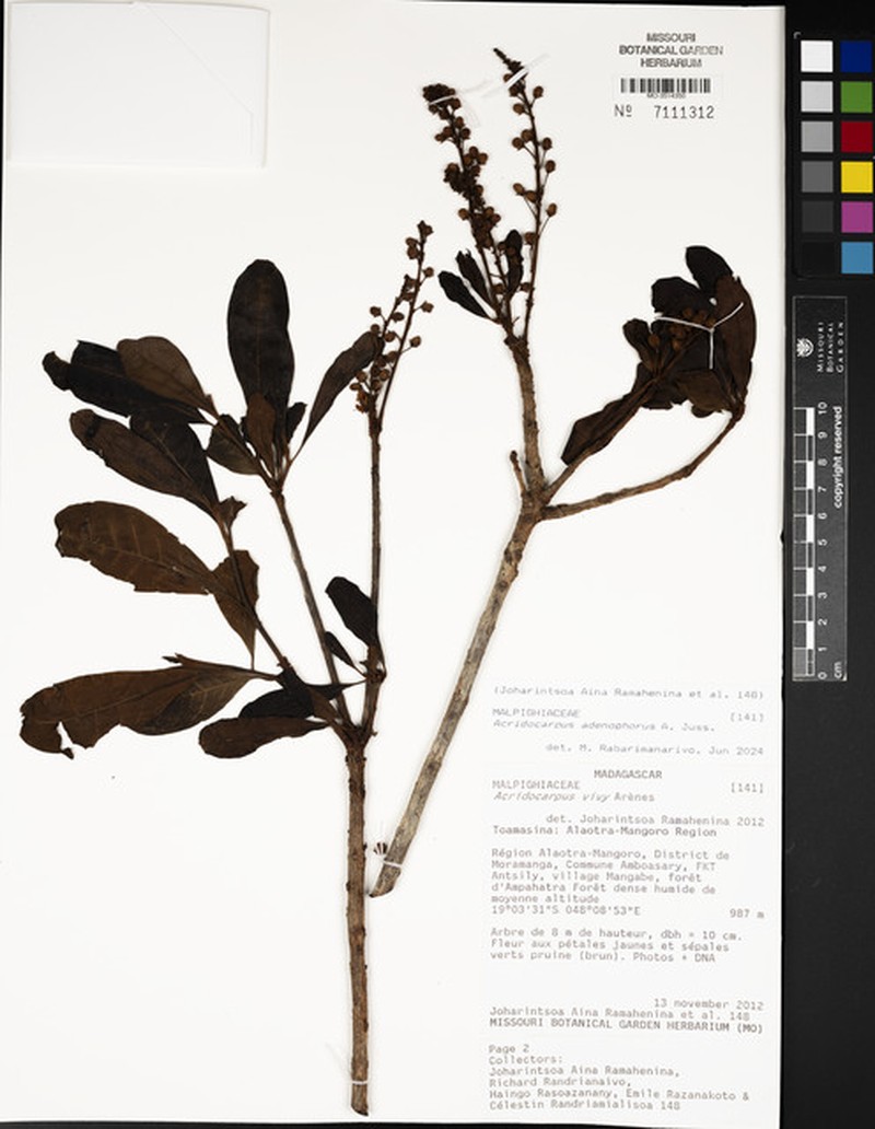 Acridocarpus adenophorus photo 4