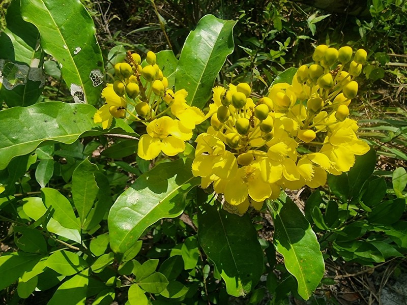 Acridocarpus alopecurus