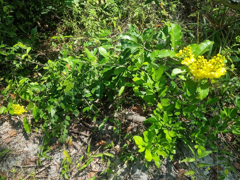 Acridocarpus alopecurus photo 2