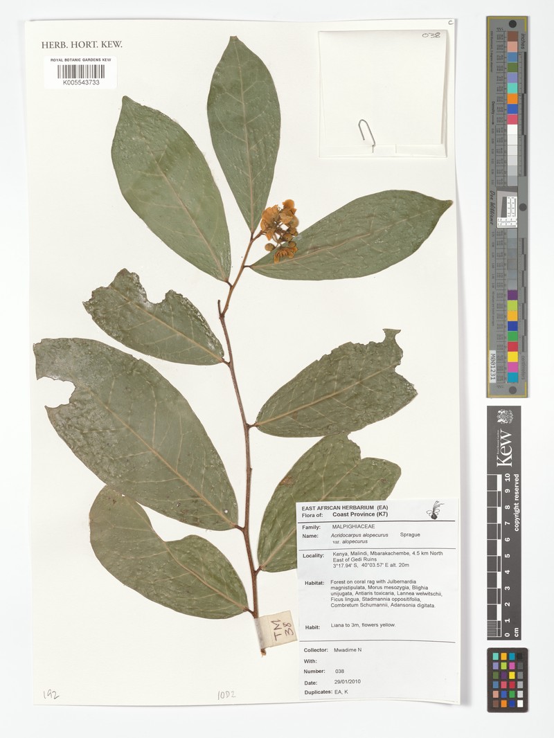 Acridocarpus alopecurus photo 3