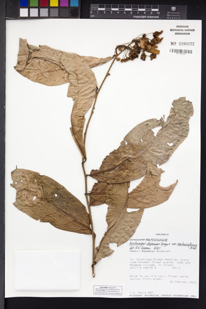 Acridocarpus alopecurus photo 4