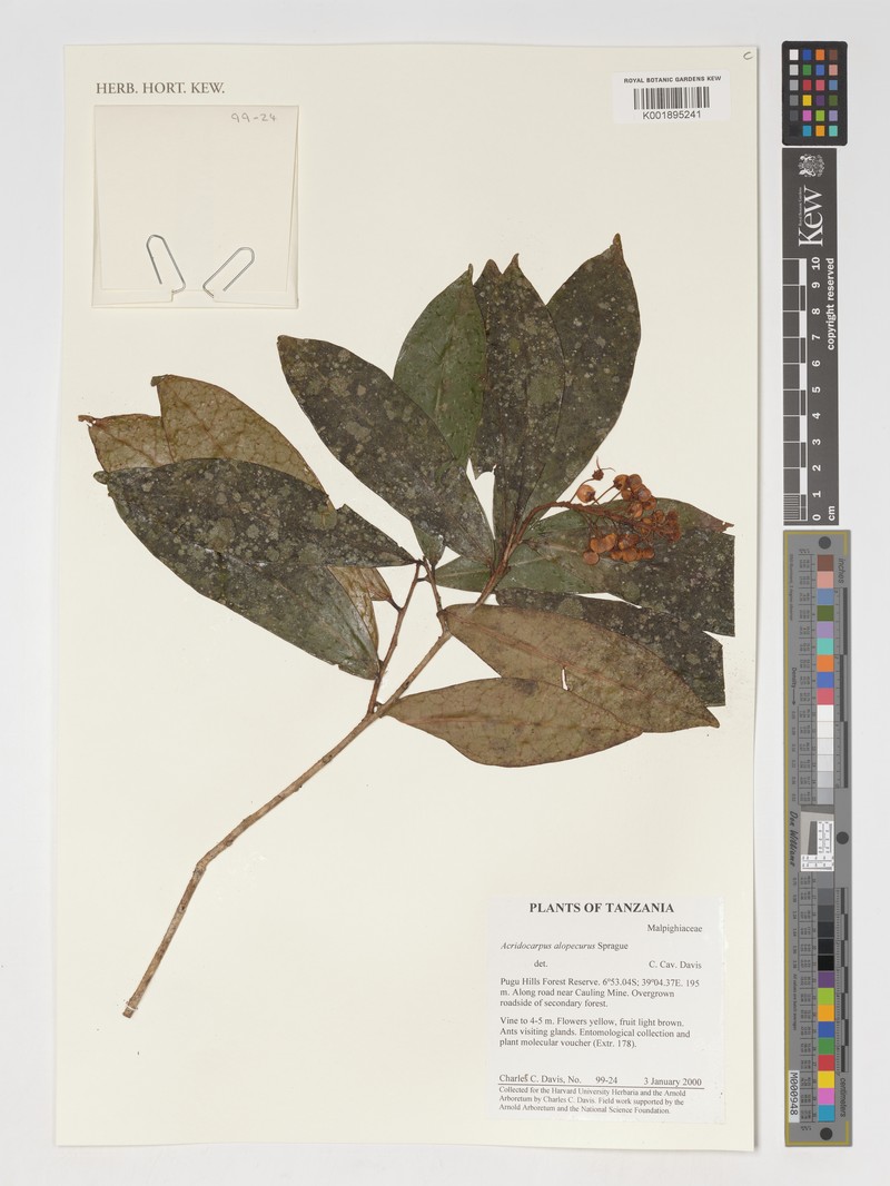 Acridocarpus alopecurus photo 5