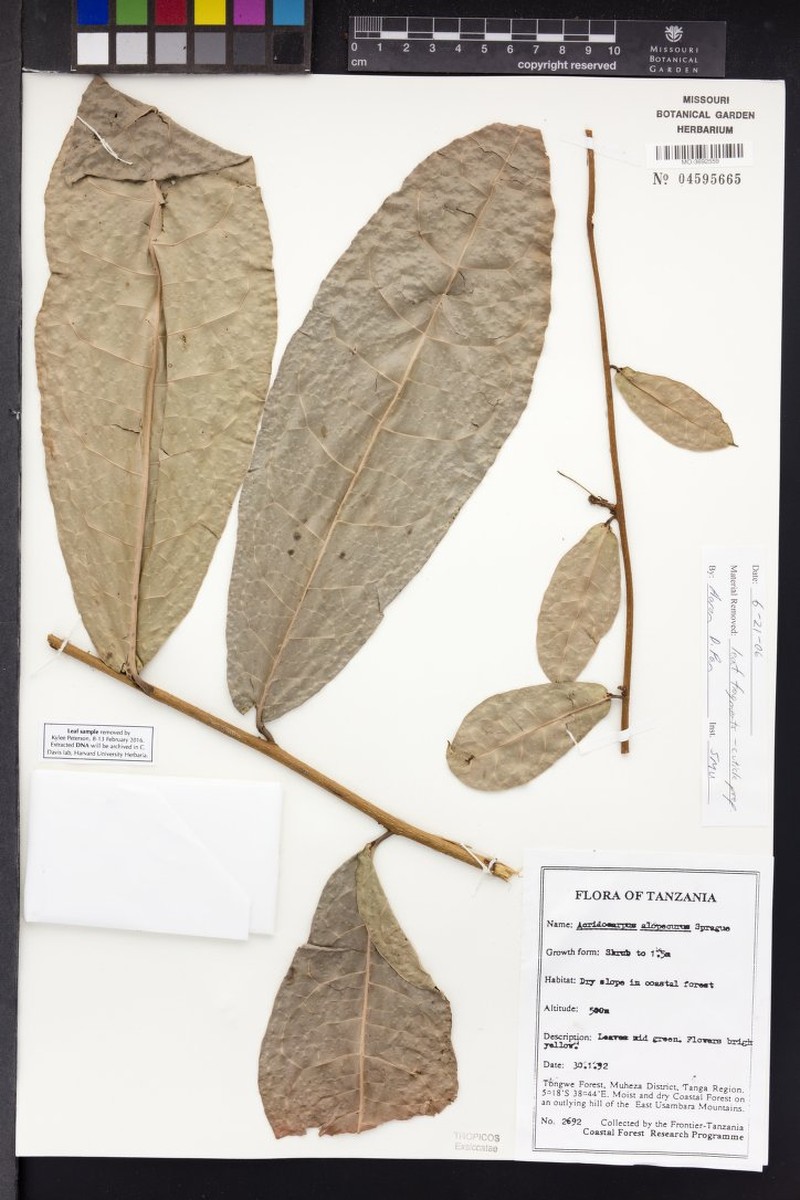 Acridocarpus alopecurus photo 6